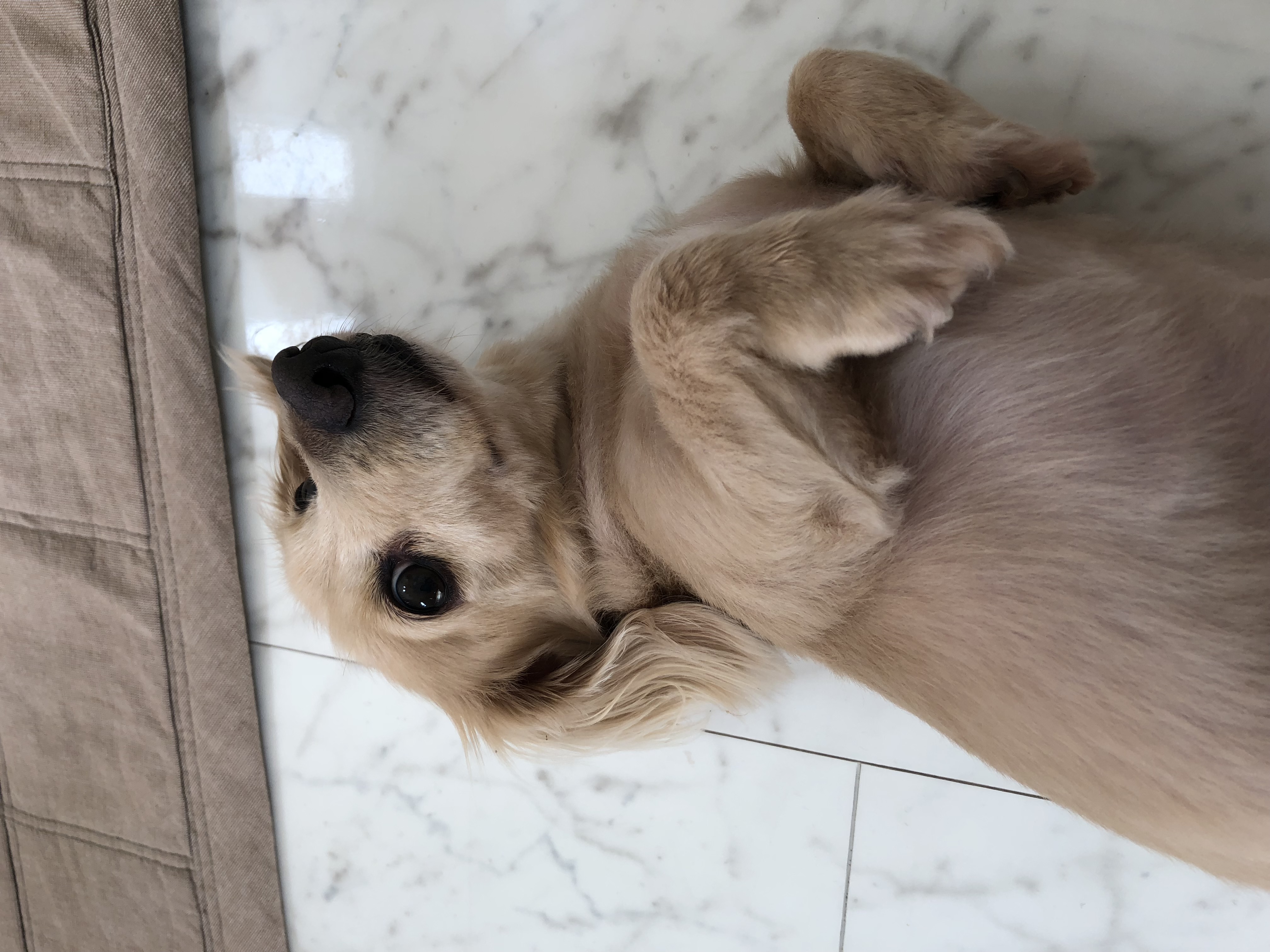 必殺 犬自慢 アップガレージ大分店 公式shopブログ